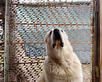Собаки в других городах Краснодарского края: Алабай (САО) Мальчик, Бесплатно - фото 8