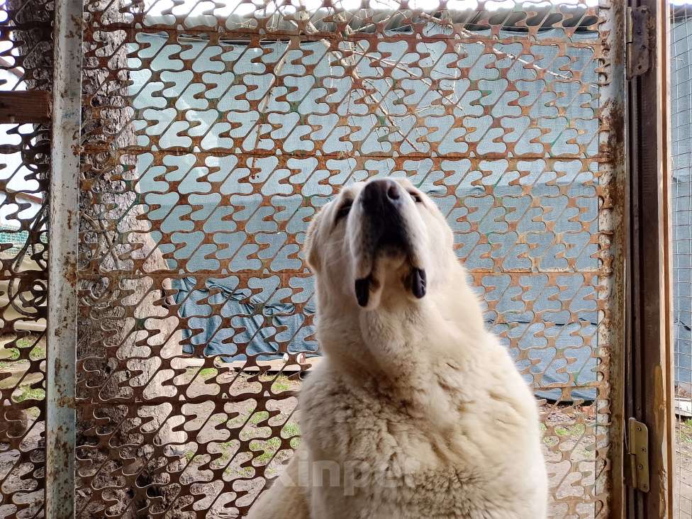 Собаки в других городах Краснодарского края: Алабай (САО) Мальчик, Бесплатно - фото 8