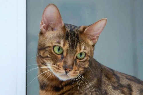 Бенгальская кошка Марта в добрые руки (с характером принцессы)