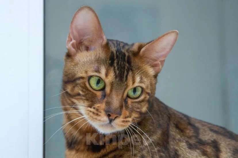 Кошки в Москве: Бенгальская кошка Марта в добрые руки (с характером принцессы) Девочка, Бесплатно - фото 1