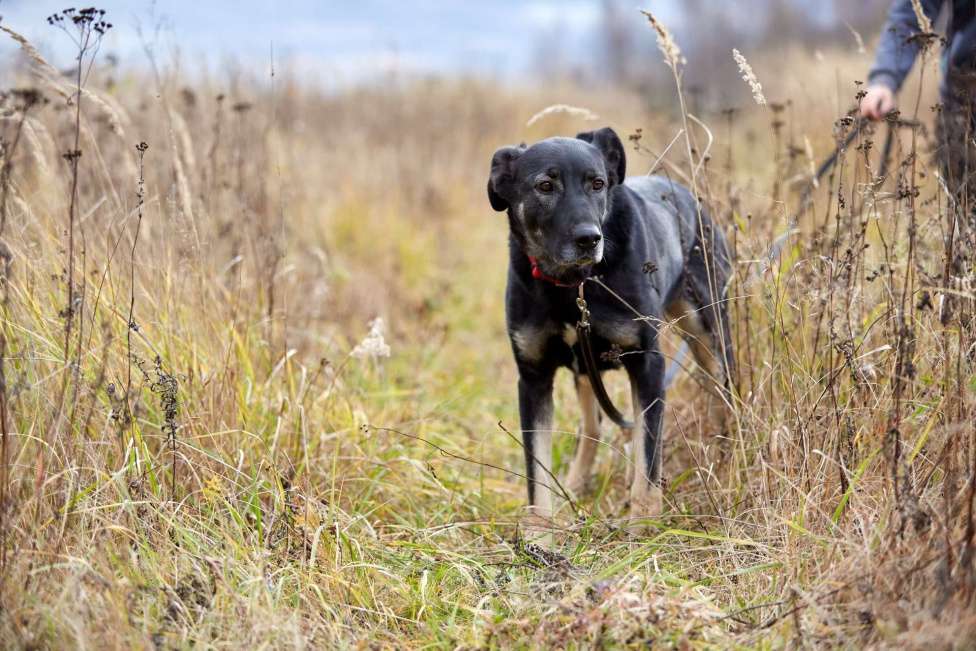 Собаки в Москве: Рута Девочка, Бесплатно - фото 4