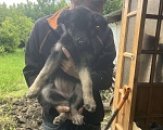 Собаки в других городах Краснодарского края: Продажа щенков ВЕО Мальчик, 20 000 руб. - фото 7