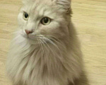 Кошки в Ливны: Кот, 10 руб. - фото 3