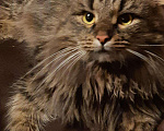 Кошки в Тамбове: Кот в добрые руки, Бесплатно - фото 3