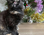 Кошки в Лянторе: Котятки мейн кун!!! Новогодние цены)), 10 000 руб. - фото 5
