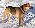 Собаки в Москве: Бедный Оливер дважды вернулся в приют Мальчик, Бесплатно - фото 3