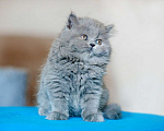 Кошки в Санкт-Петербурге: Чистокровный британский котенок Роберт Мальчик, 30 000 руб. - фото 2