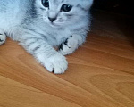 Кошки в Саратове: продам котенка  Девочка, 1 000 руб. - фото 3