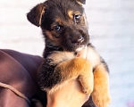 Собаки в Химках: Нюша и Плюша 🎀🎀 Девочка, Бесплатно - фото 7
