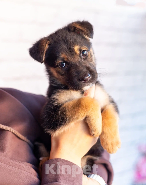 Собаки в Химках: Нюша и Плюша 🎀🎀 Девочка, Бесплатно - фото 7