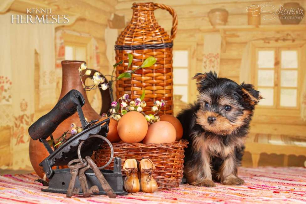 Собаки в Санкт-Петербурге: Мальчик йоркширский терьер Мальчик, 50 000 руб. - фото 4