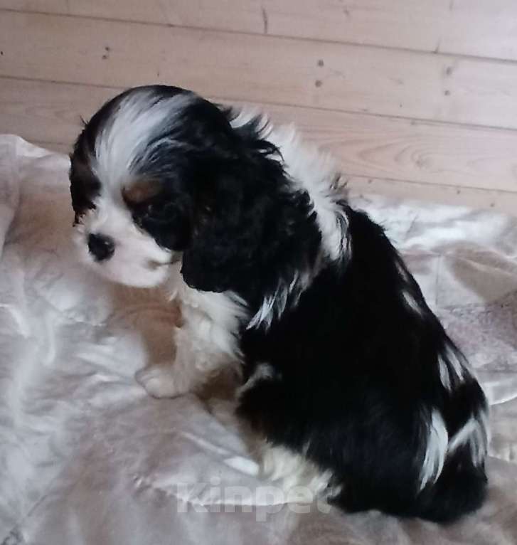 Собаки в Москве: Щенки Кавалер Кинг Чарльз спаниель  Мальчик, Бесплатно - фото 3