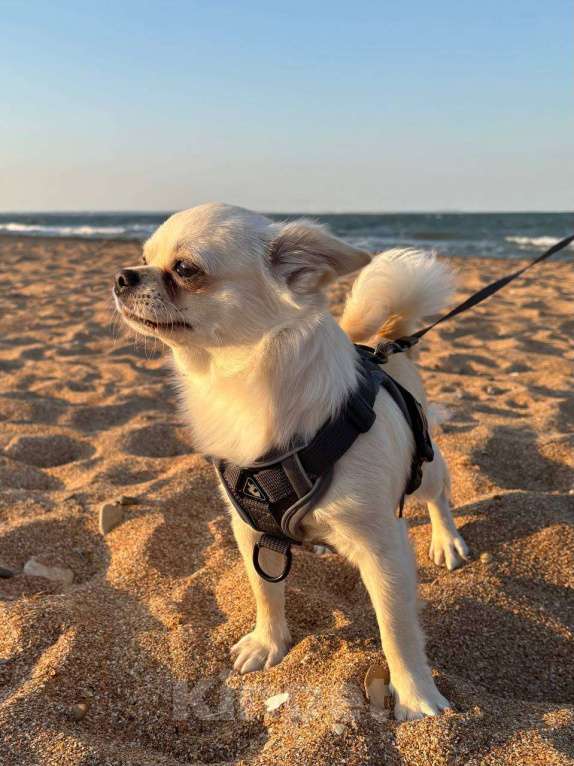 Собаки в Керчи: Срочно! Поиск! Пропала собачка Чихуахуа! Мальчик, 5 000 руб. - фото 1