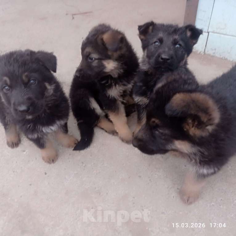 Собаки в других городах Краснодарского края: Щенки ВЕО Девочка, 10 000 руб. - фото 5