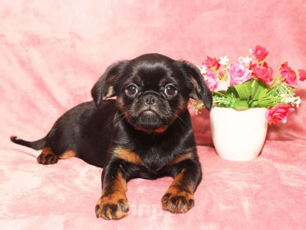 Собаки в Санкт-Петербурге: Очаровательный щенок  Девочка, 80 000 руб. - фото 1
