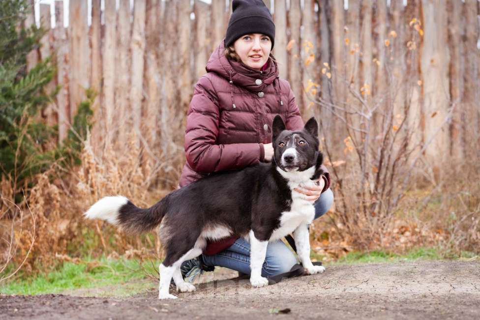 Собаки в Москве: Метис корги, собака из приюта в дар Мальчик, Бесплатно - фото 1