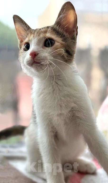 Кошки в Санкт-Петербурге: Надоевшие игрушки, три котенка и мама-кошка в добрые руки Девочка, 10 руб. - фото 7