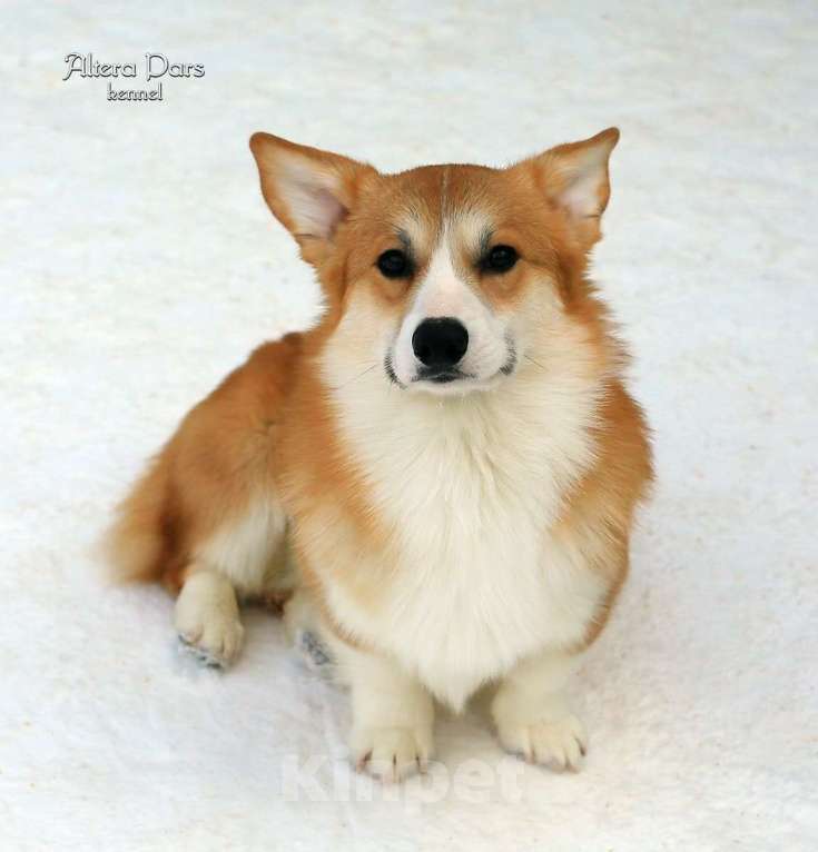 Собаки в других городах Владимирской области: Вельш корги пемброк  Мальчик, 45 000 руб. - фото 2
