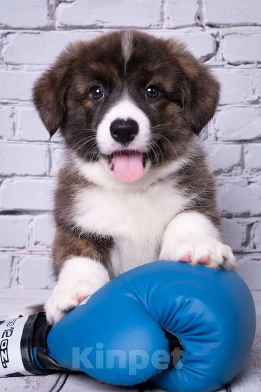 Собаки в Москве: Щенки Вельш-Корги Кардиган, 2 месяца, тигровый окр Мальчик, 50 000 руб. - фото 3