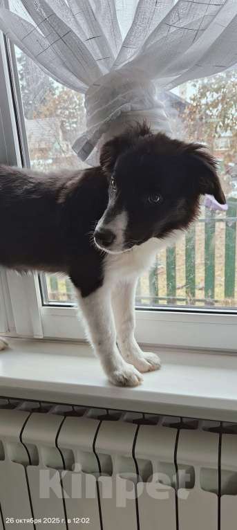 Собаки в Новосибирске: Бордер Колли Мальчик, Бесплатно - фото 9