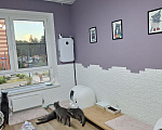 Кошки в Москве: Британский подросший котик 7 мес Мальчик, 80 000 руб. - фото 10