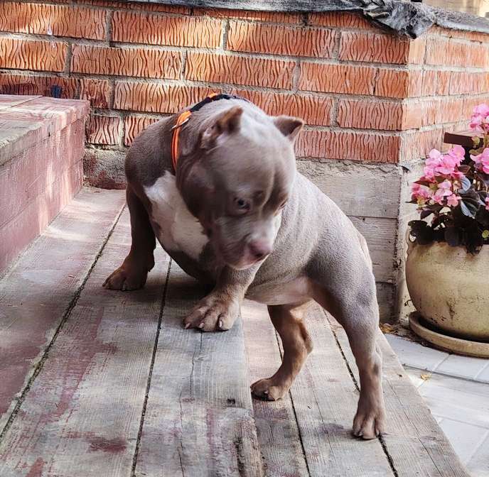 Собаки в Москве: Американский булли. Мини покет. Девочка Девочка, 120 000 руб. - фото 5