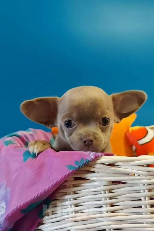 Собаки в Новосибирске: Девочка Чихуахуа Девочка, Бесплатно - фото 4