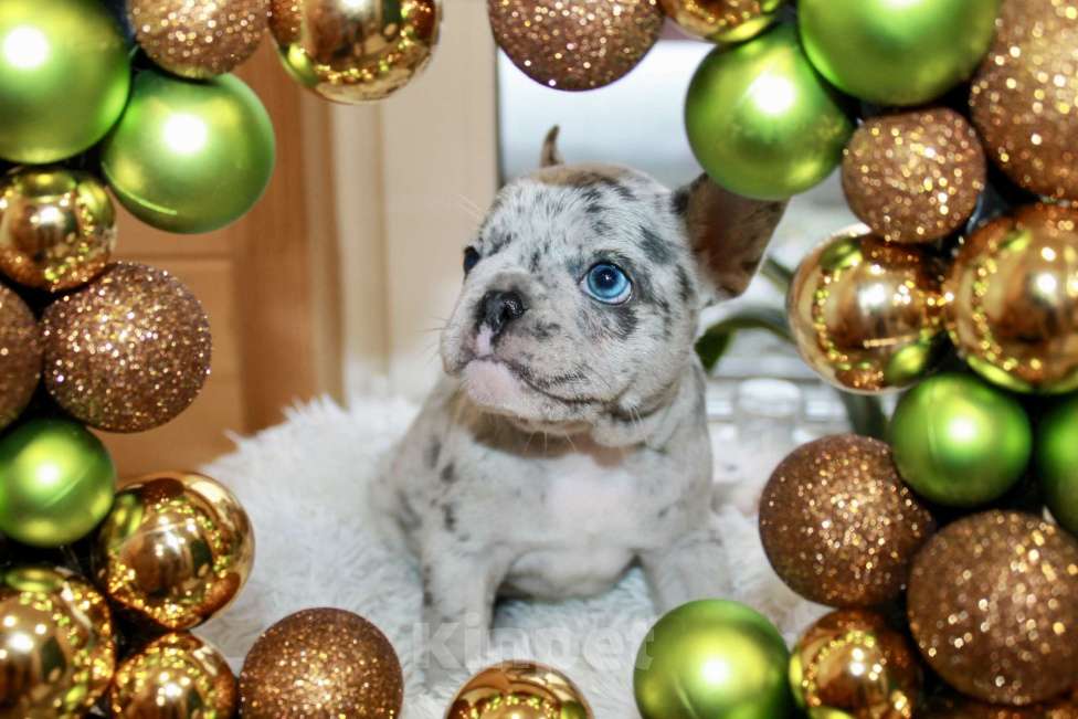 Собаки в Москве: Французская элита Девочка, 100 000 руб. - фото 5