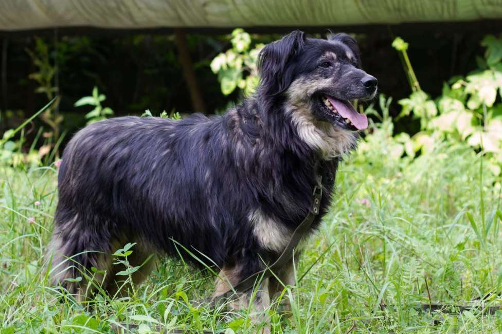 Собаки в Москве: Рикки Мальчик, Бесплатно - фото 3