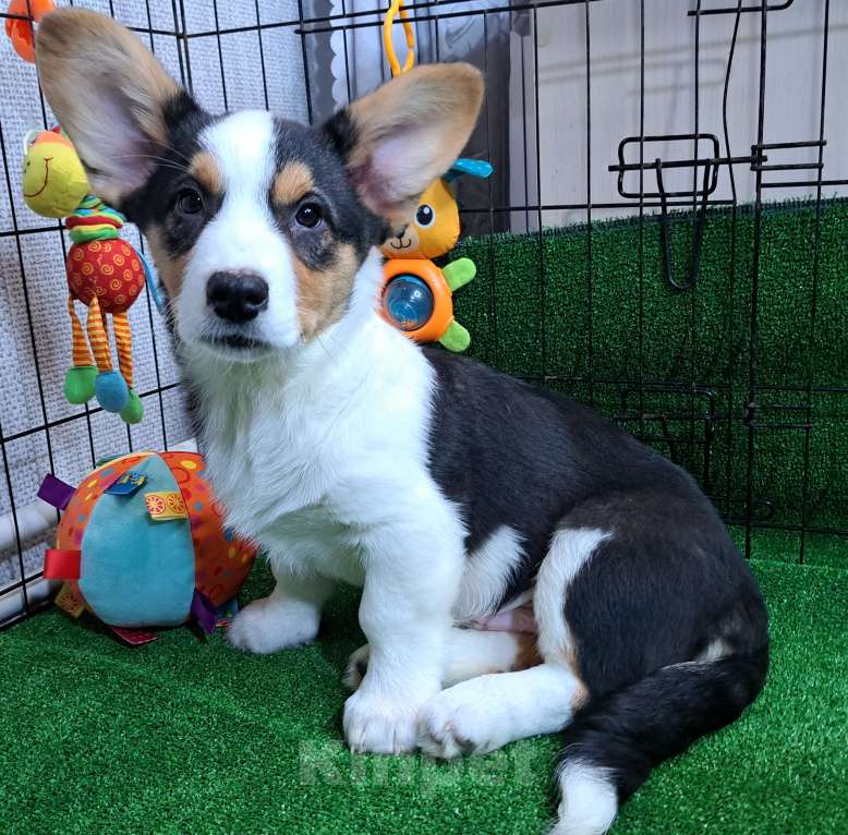 Собаки в Москве: Щенок вельг корги кардиган Мальчик, 30 000 руб. - фото 4