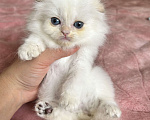 Кошки в Казани: Кошечка Девочка, 30 000 руб. - фото 3