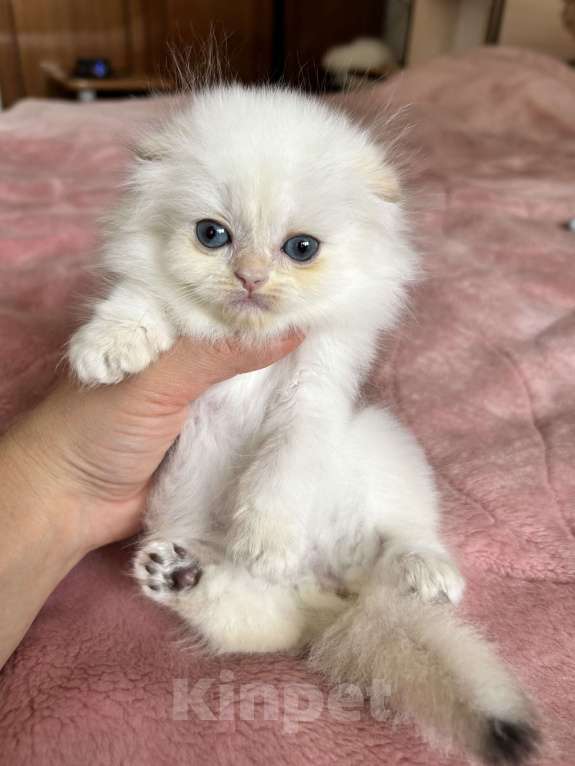 Кошки в Казани: Кошечка Девочка, 30 000 руб. - фото 3