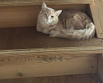 Кошки в других городах Иркутской области: Помогите найти кота Мальчик, 500 руб. - фото 2