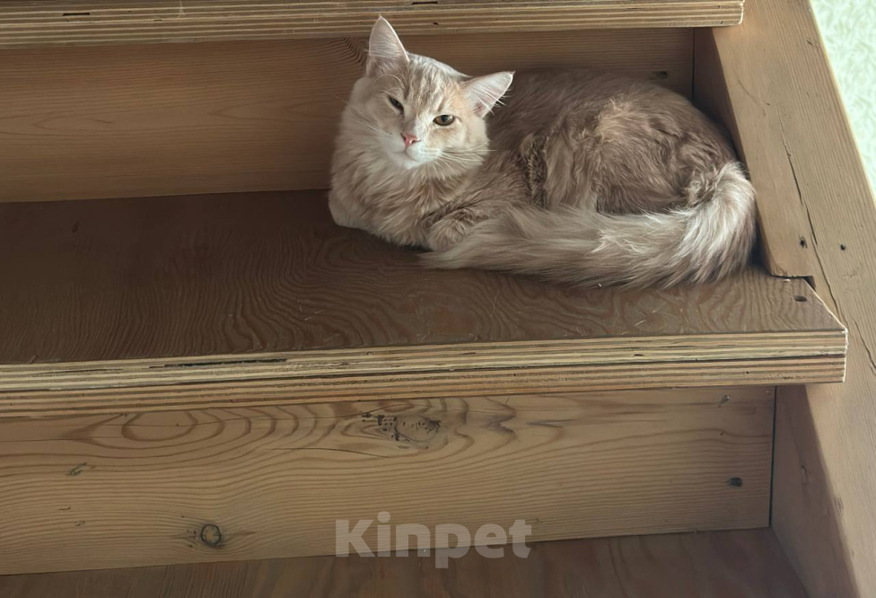 Кошки в других городах Иркутской области: Помогите найти кота Мальчик, 500 руб. - фото 2
