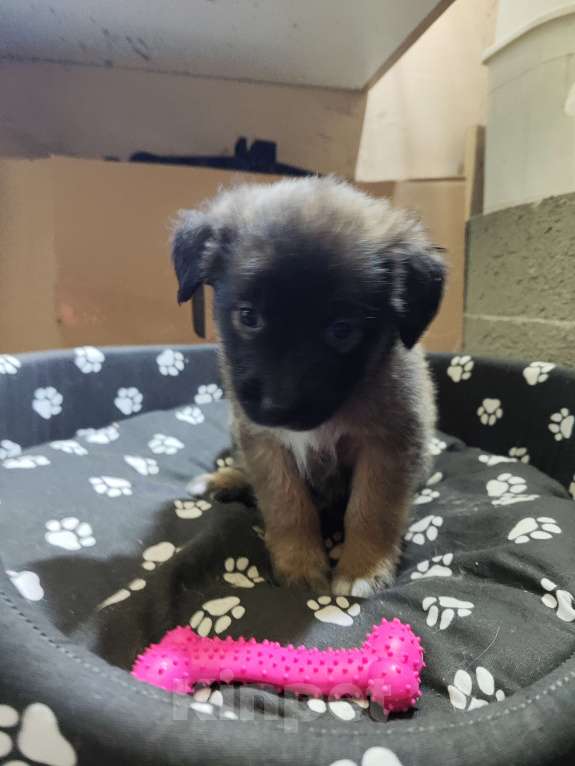 Собаки в Ессентуках: Мальчик и девочки Девочка, Бесплатно - фото 7