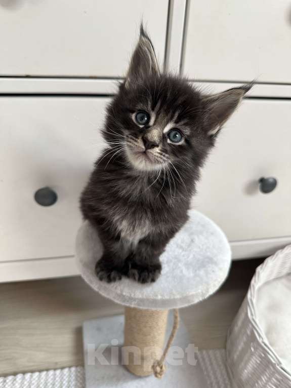 Кошки в Санкт-Петербурге: Котята мейн кун полидакты и классика Разнополые, 50 000 руб. - фото 7