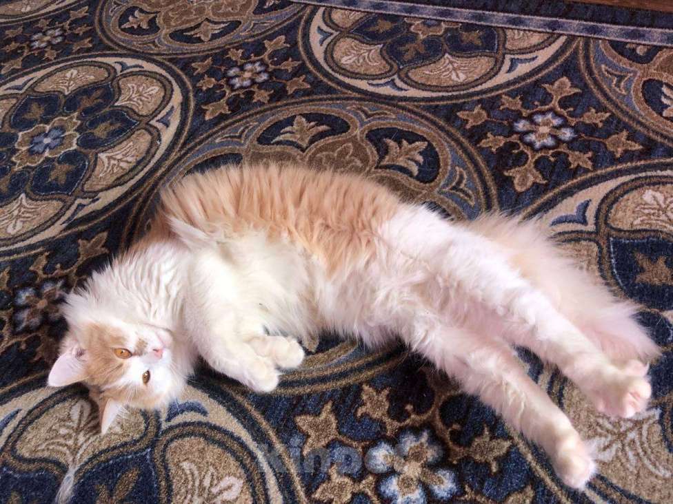 Кошки в Нижнем Новгороде: Рыжий котик в добрые руки  Мальчик, Бесплатно - фото 4