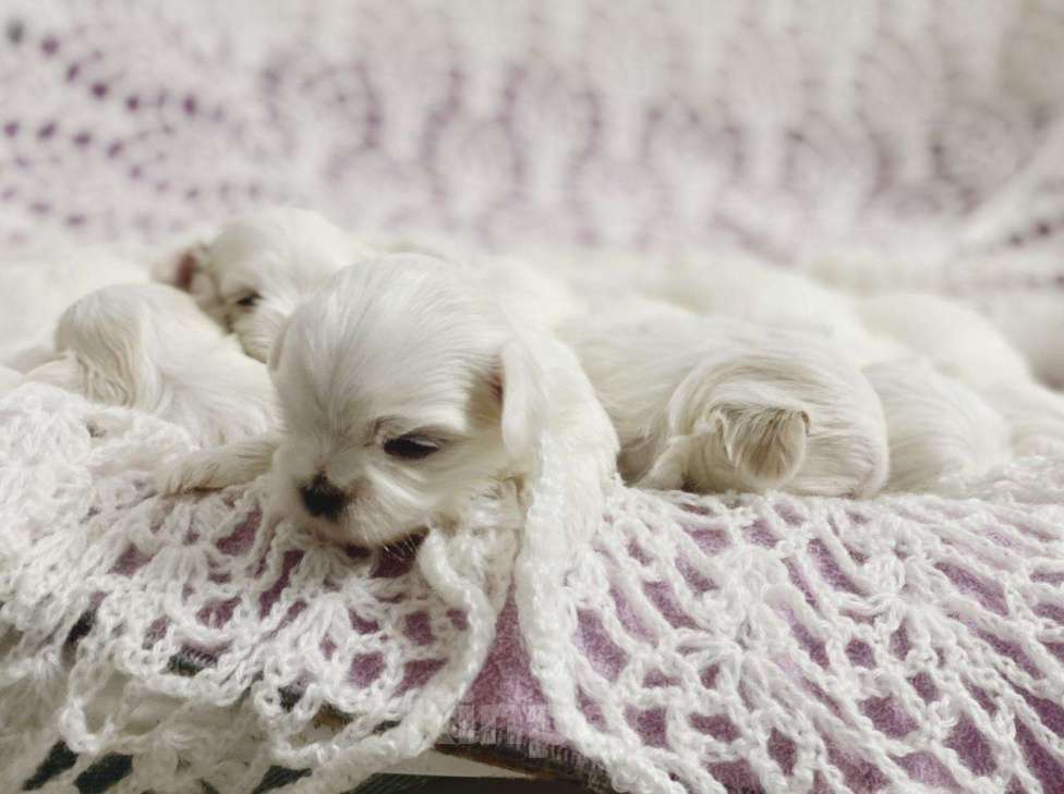 Собаки в Москве: Продажа Мальчик, 75 000 руб. - фото 2