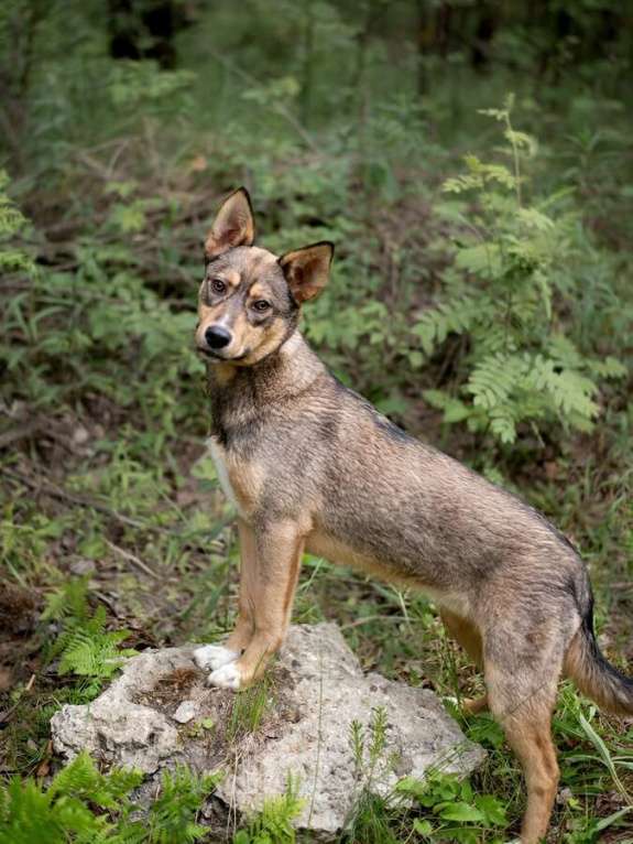 Собаки в Москве: Флеш - собака, заряженная солнцем Мальчик, Бесплатно - фото 3