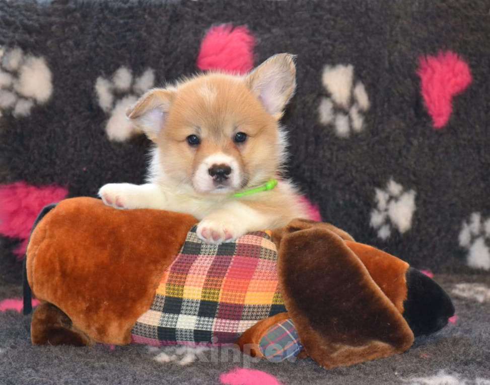 Собаки в Санкт-Петербурге: ТЕРРА КАУРИ МИСТЕР  МАКИНТОШ  Мальчик, 70 000 руб. - фото 2