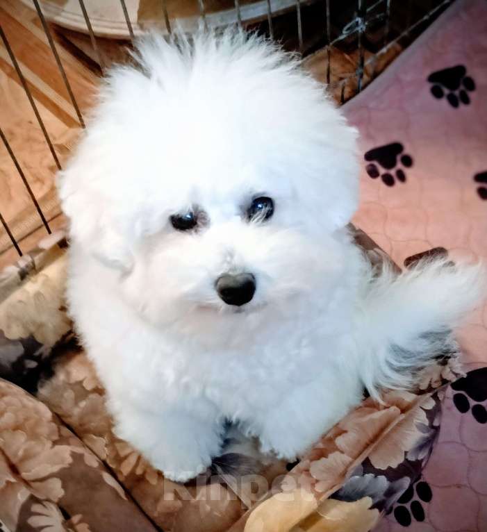 Собаки в Казани: Бишон в добрые руки Мальчик, 100 руб. - фото 1