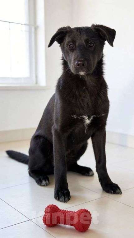 Собаки в Москве: Ричард и Сеня, добрые, умные, контактные щенки-подростки ищут дом Мальчик, Бесплатно - фото 7