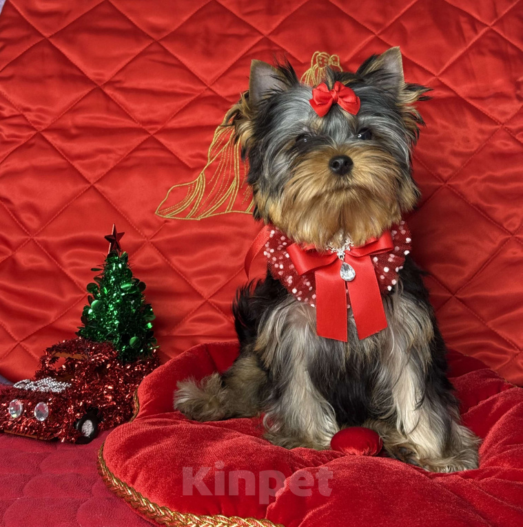 Собаки в Москве: Йоркширский терьер мальчик Мальчик, 55 000 руб. - фото 6