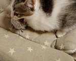 Кошки в Подольске: Котята Девочка, 1 руб. - фото 1