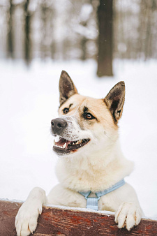 Солнечный Санни ищет дом