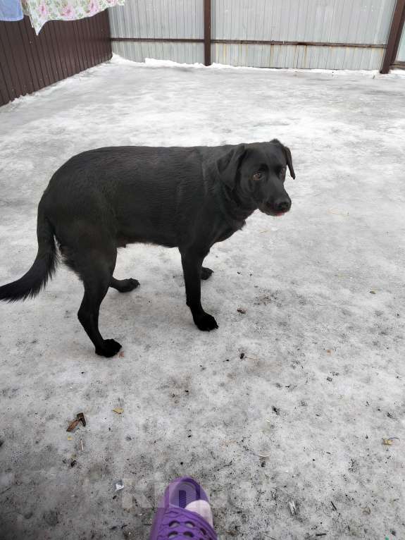 Собаки в Рязани: Отдам в добрые руки Лабрадора Девочка, 1 руб. - фото 4