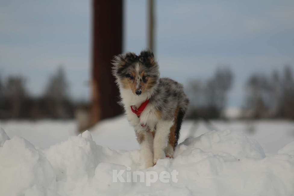 Собаки в Рязани: Подрощеные щенки шелти. Мальчик, 50 000 руб. - фото 2
