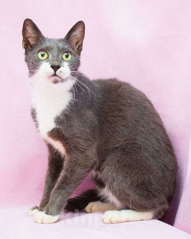 Кошки в Москве: Срочный поиск дома для кошечки, спасенной из ада Девочка, Бесплатно - фото 3