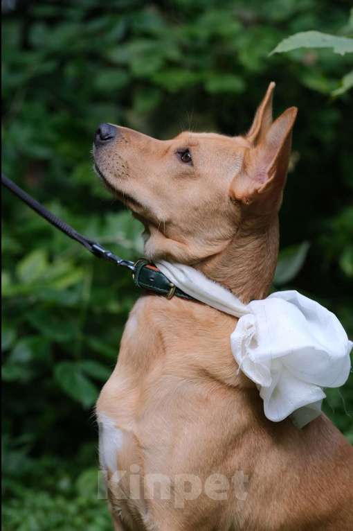 Собаки в Москве: Ищем добрые ручки Девочка, Бесплатно - фото 2