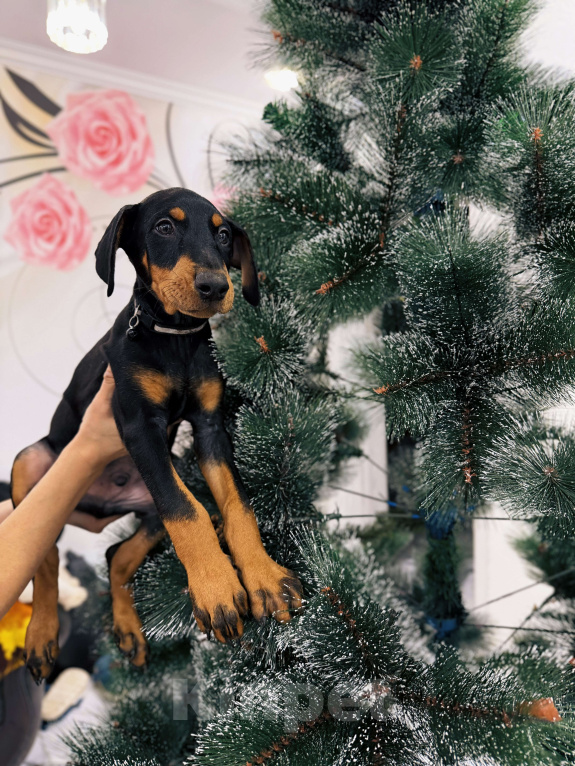 Собаки в других городах Ростовской области: Щенки добермана  Мальчик, 30 000 руб. - фото 3